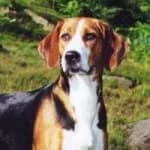 Sample 1 – English foxhound