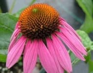 Sample 5 – Purple coneflower
