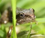 Sample 1 – Tailed frog