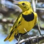 Sample 5 – Golden pipit