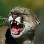 Sample 3 – Cougar face