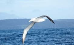 Sample 4 – Albatross