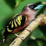 Sample 2 – Broadbill