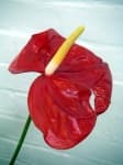 Sample 2 – Anthurium