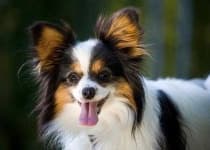 Sample 4 – Papillon