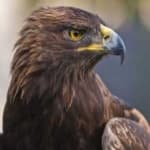 Sample 6 – Golden eagle