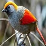 Sample 1 – Red tailed thrush