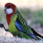 Sample 3 – Eastern rosella