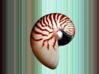 Sample 3 – Nautilus