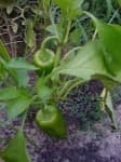 Sample 6 – Vegetables
