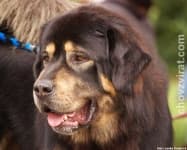 Sample 4 – Tibetan mastiff