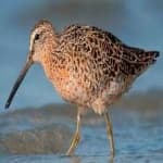 Sample 4 – Short billed dowitcher