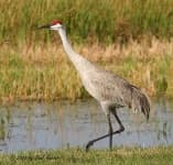 Sample 4 – Crane