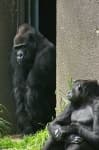 Sample 1 – Gorilla