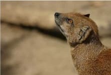 Sample 6 – Mongoose