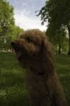 Sample 5 – Toy poodle