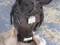 Sample 5 – Mule