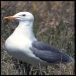 Sample 2 – California gull