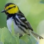 Sample 3 – Golden cheeked warbler