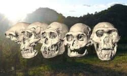 Sample 4 – Skull