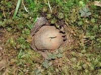 Sample 4 – Earthstar