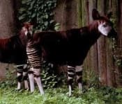 Sample of Okapi