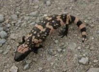 Sample 6 – Gila monster