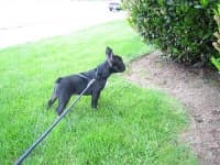 Sample 5 – French bulldog