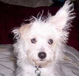 Sample 2 – Miniature poodle
