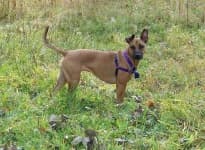 Sample 3 – Rhodesian ridgeback