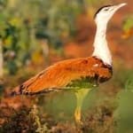 Sample of Indian bustard