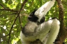 Sample 5 – Indri