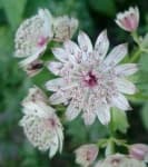 Sample 1 – Flowers