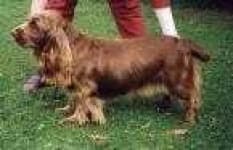 Sample 2 – Sussex spaniel