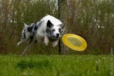 Sample 3 – Border collie