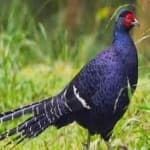 Sample 22 – Mikado pheasant