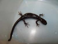 Sample 1 – Spotted salamander