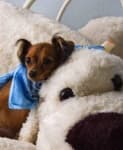 Sample 5 – Toy terrier