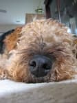Sample 5 – Airedale