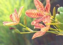Sample 4 – Blackberry lily