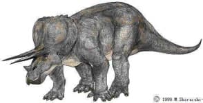 Sample 4 – Triceratops