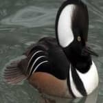 Sample 3 – Hooded merganser