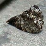 Sample 3 – Common poorwill