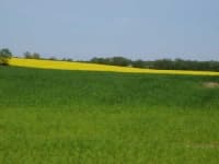Sample 6 – Rapeseed