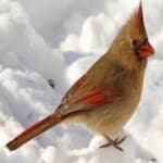 Sample 2 – Northern cardinal
