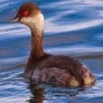 Sample 5 – Black necked grebe