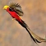 Sample 1 – Pheasant