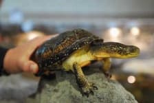 Sample 5 – Mud turtle