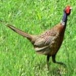Sample 4 – Ring necked pheasant