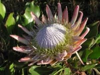 Sample 5 – King protea